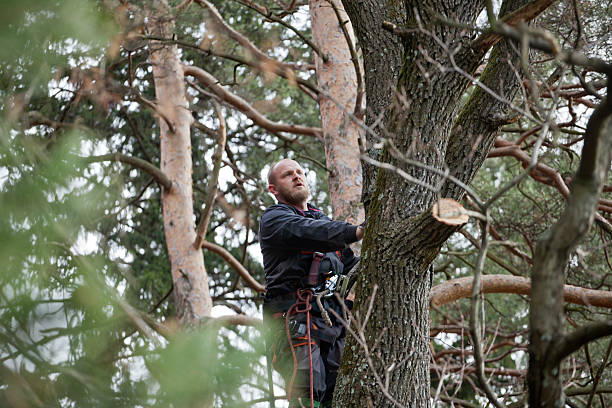 Trusted Canton, GA Tree Care Experts